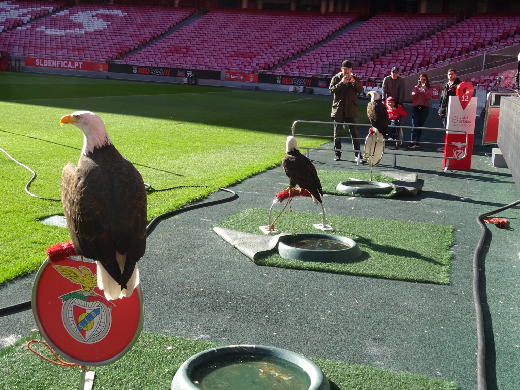 Le aquile all'interno dell'Estadio da Luz. Questo animale è associato al Benfica, una delle squadre più famose di Lisbona e di tutto il Portogallo
