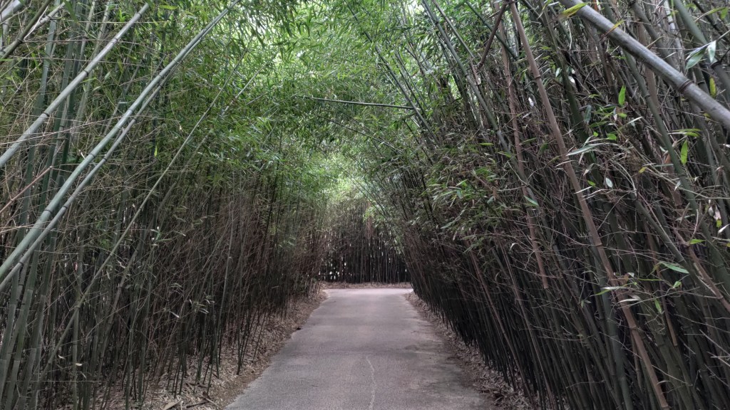 Il labirinto più grande del mondo  a Fontanellato, nel cuore dell'Emilia Romagna, completamente circondato da migliaia di bambù