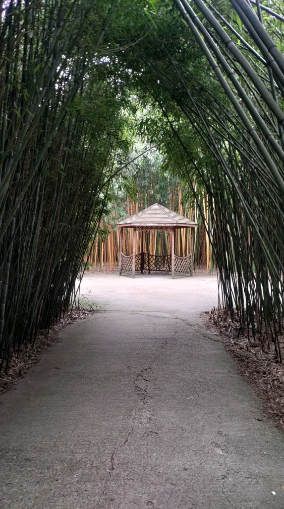 Uno scorcio tra i bambù nel Labirinto della Masone, Fontanellato, Emilia Romagna