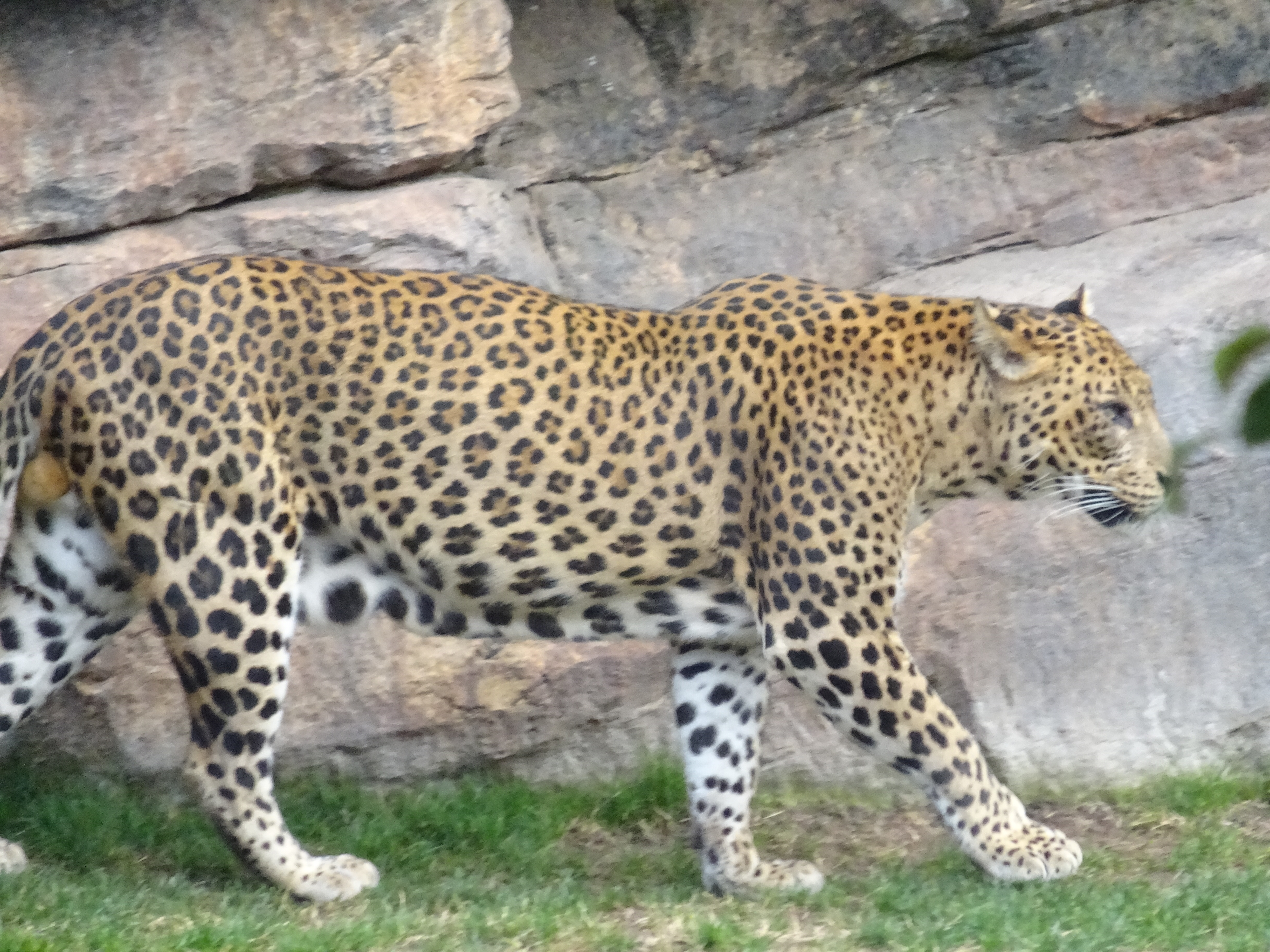 Leopardo del Bioparc di Valencia
