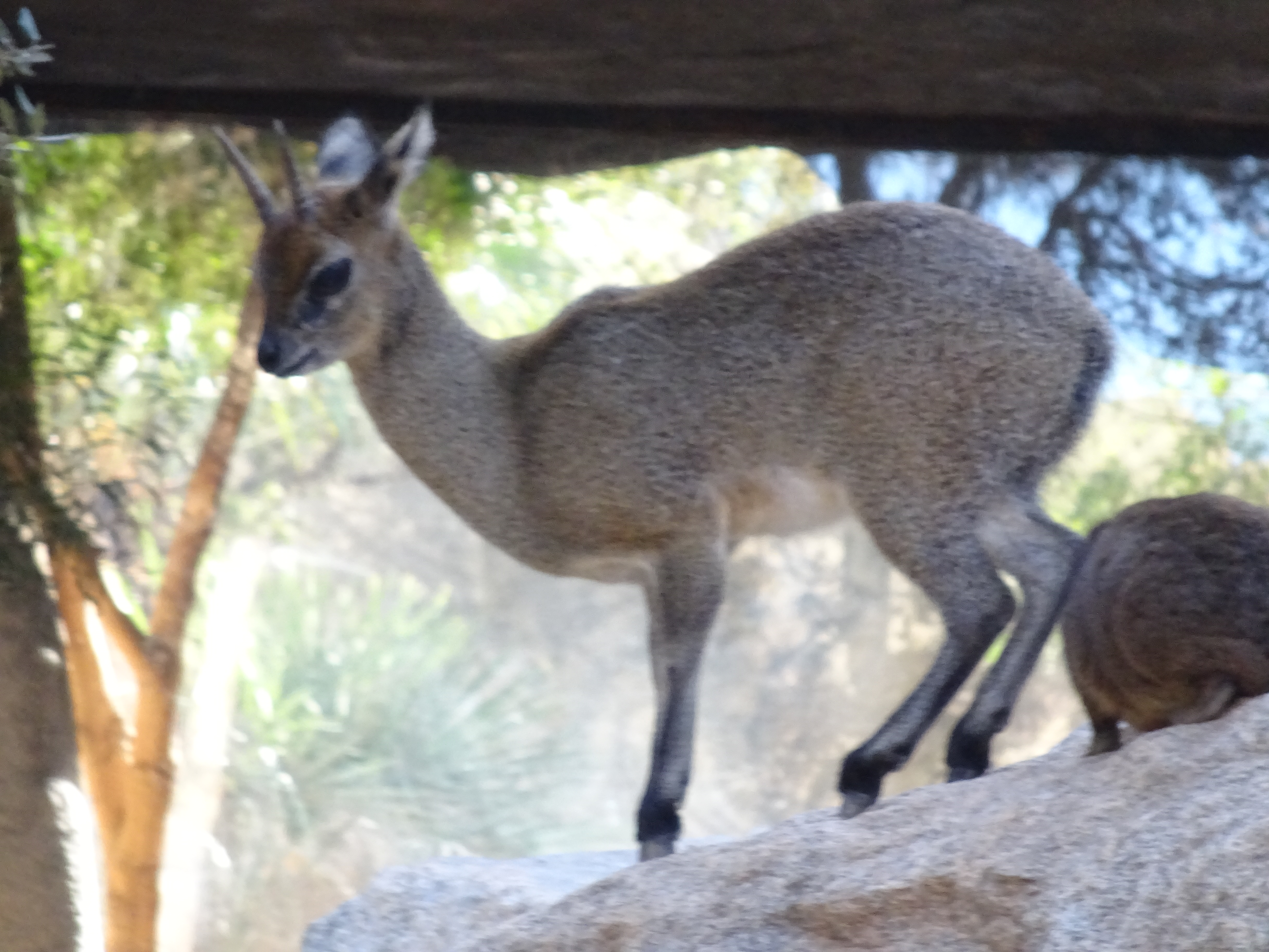 Klipspringer al Bioparc di Valencia