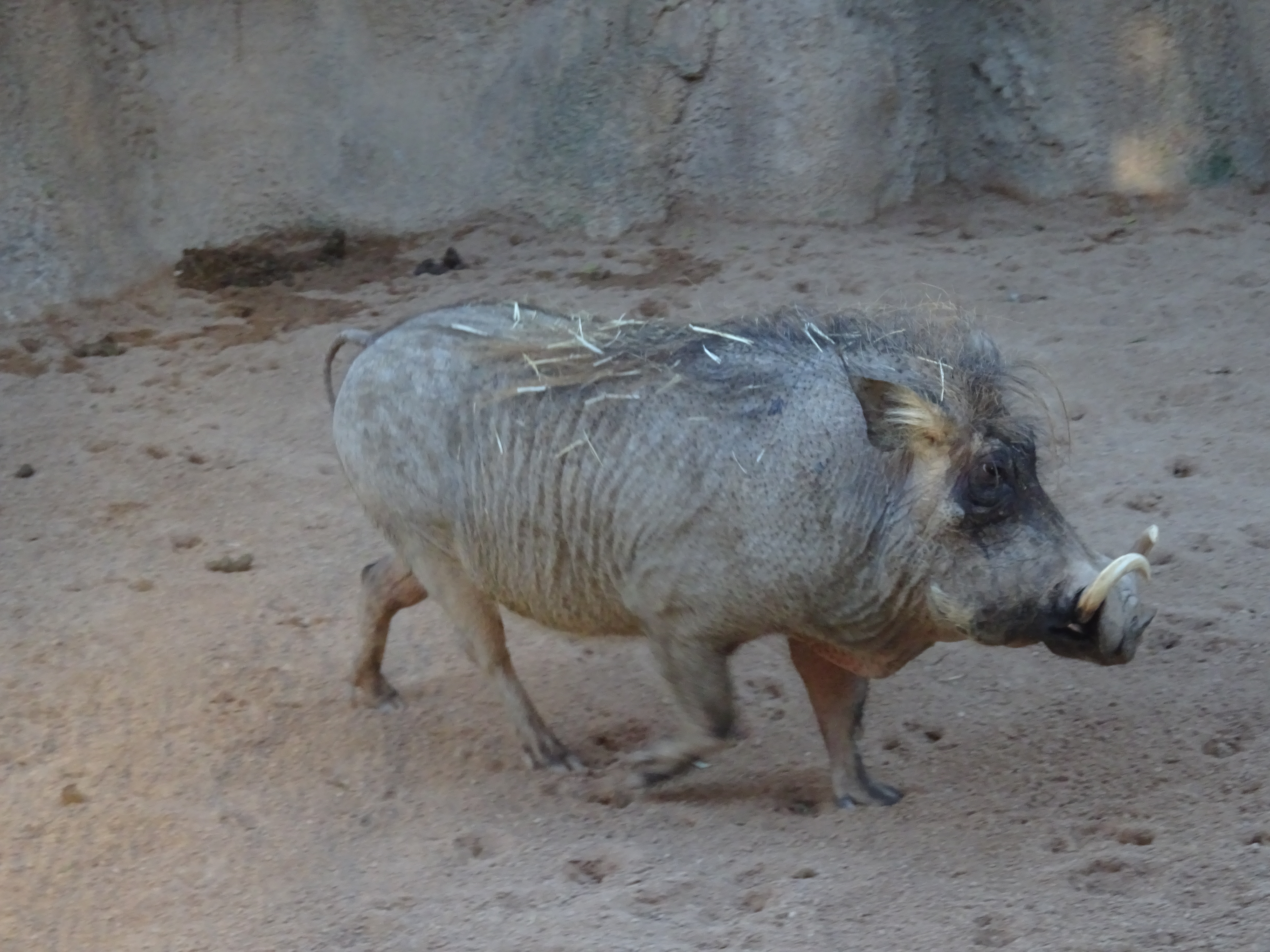 Un rinocerone al Bioparc di Valencia