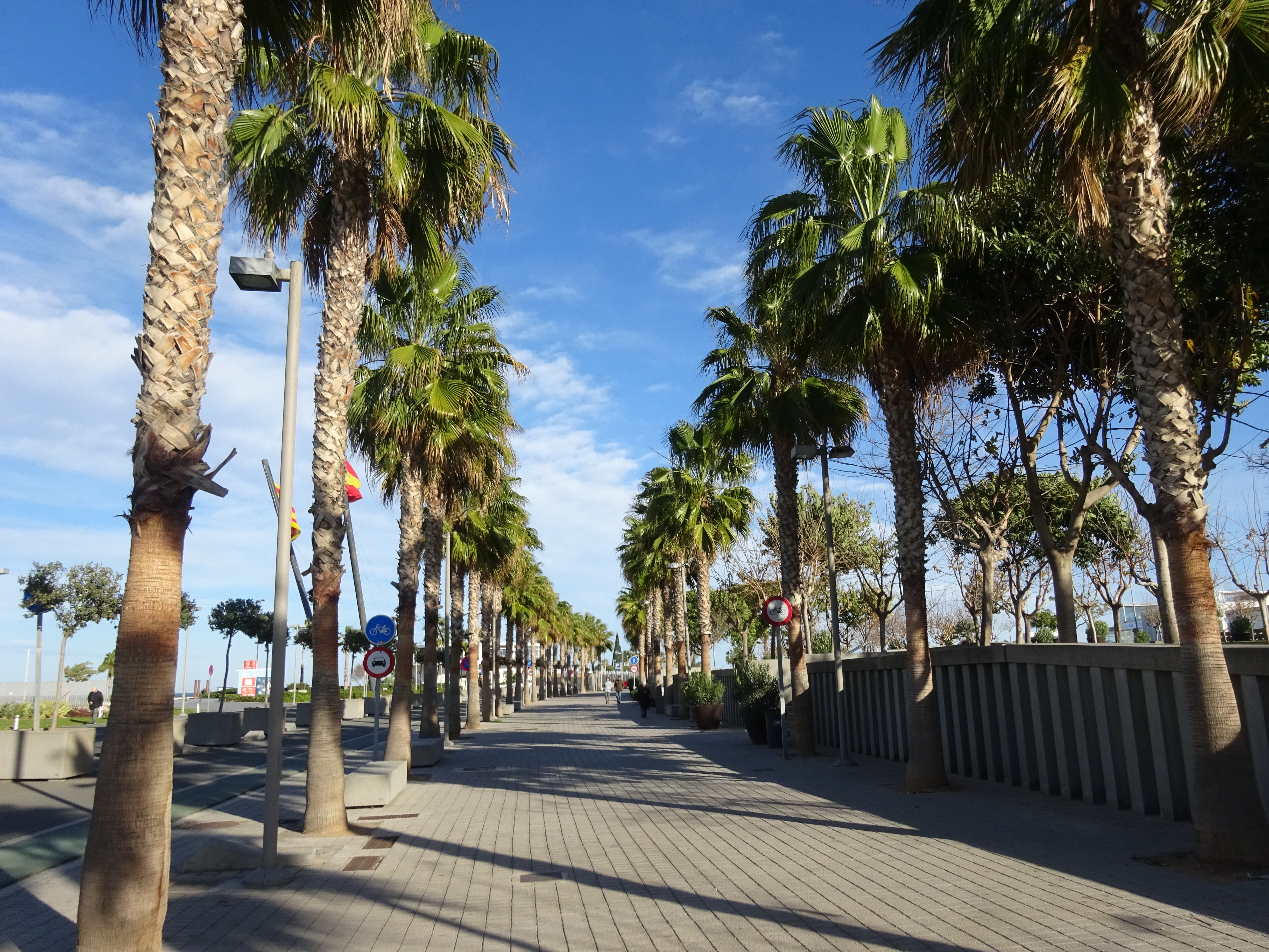 Palme nel lungomare di Valencia, Spagna
