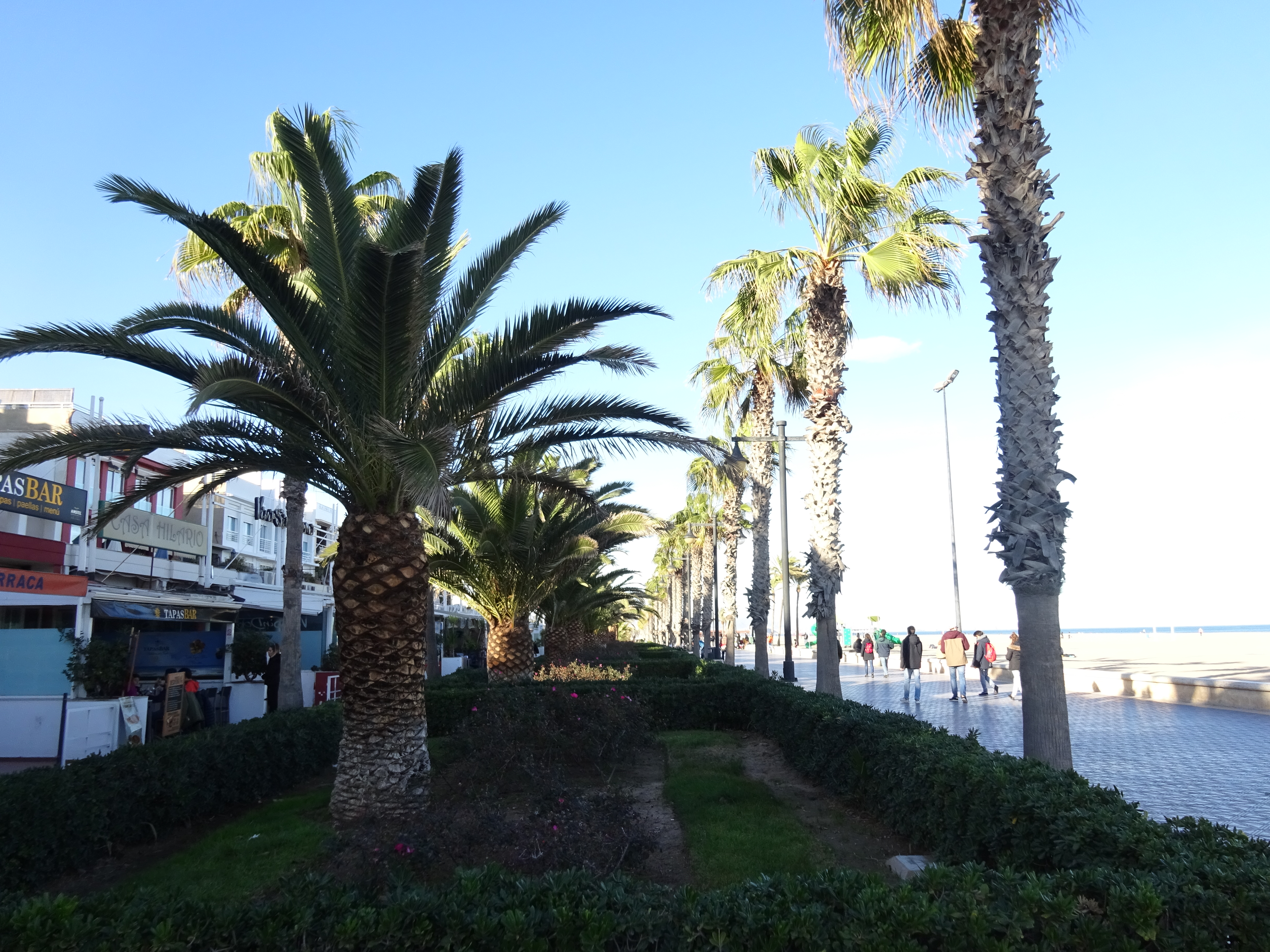 Palme nel lungomare di Valencia, Spagna