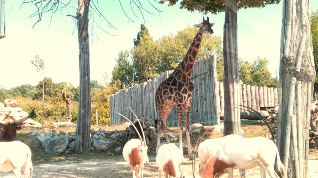immagini dello zoo safari