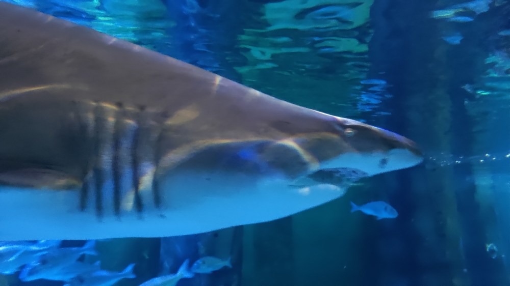 Uno squalo all'Acquario di Cattolica, Emilia Romagna